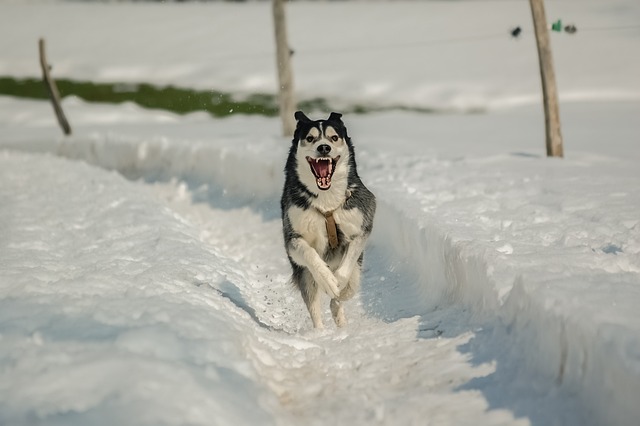 races de chien pas ravies de la fin de l’hiver