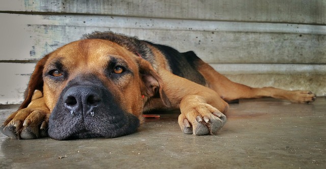 étude chien anxiété