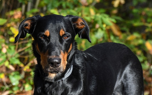 chien fidélité sans faille