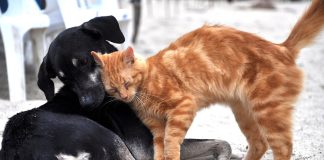 chien viral enterré chat TikTok