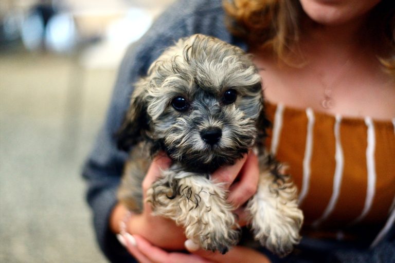 Les noms de chiots les plus célèbres au Royaume-Uni sont révélés