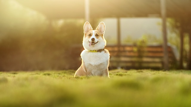 race de chien se débrouiller seule