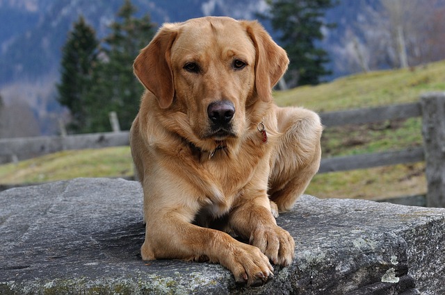 race de chien santé délicate