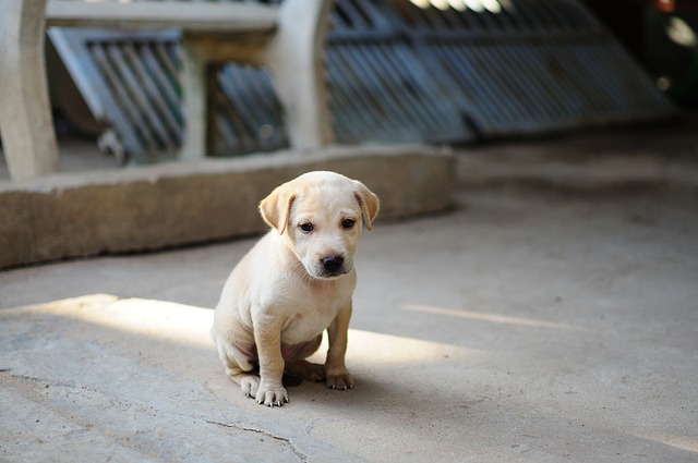 noms de chiots Angleterre