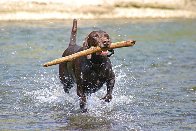 races chien attachement maitre