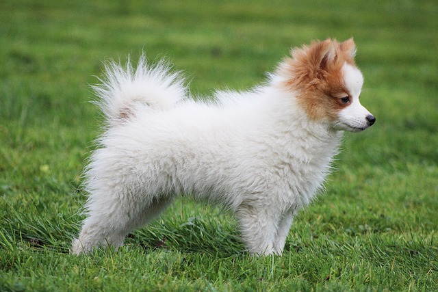 race de chien approcher facilement