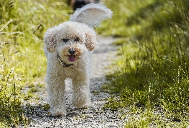 race chien pas sauvage