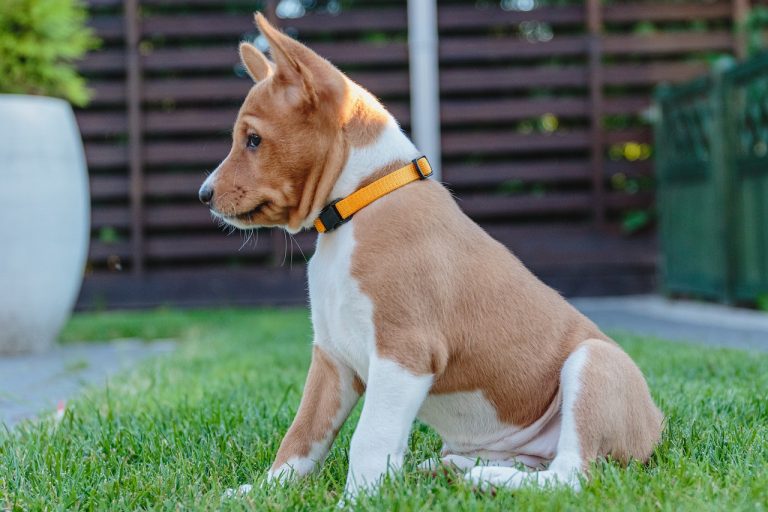 4 races de chien qui auront du mal à s’adapter au climat local