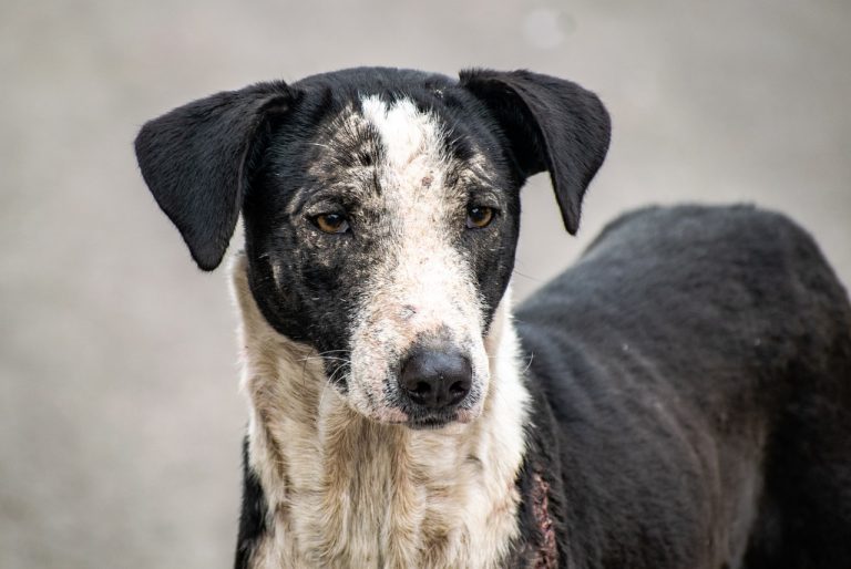 Un chien de sauvetage âgé adopté après sept ans