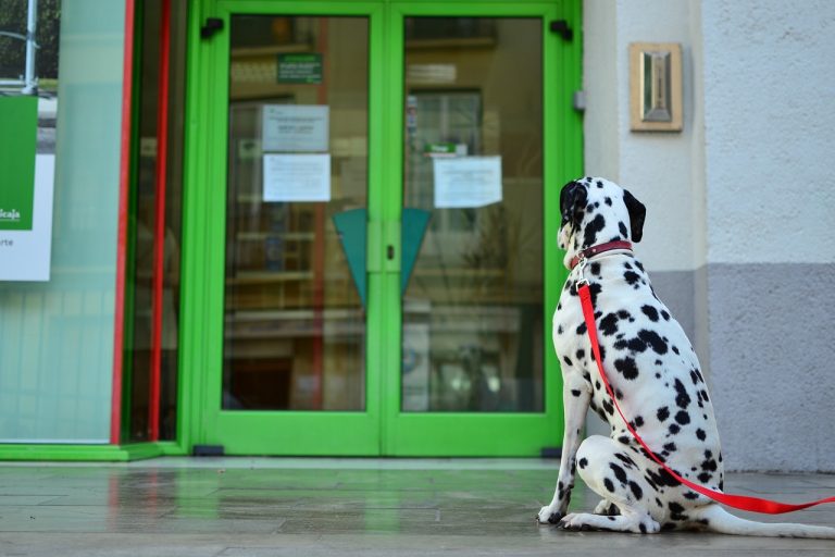 Un chien perdu revient en sonnant à la porte