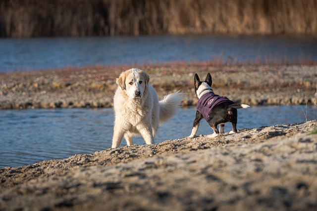 races chien montrer les crocs