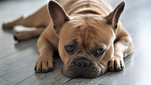 chien qui est pas très en forme