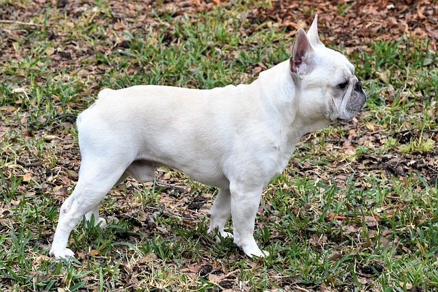 races chien plus trapues