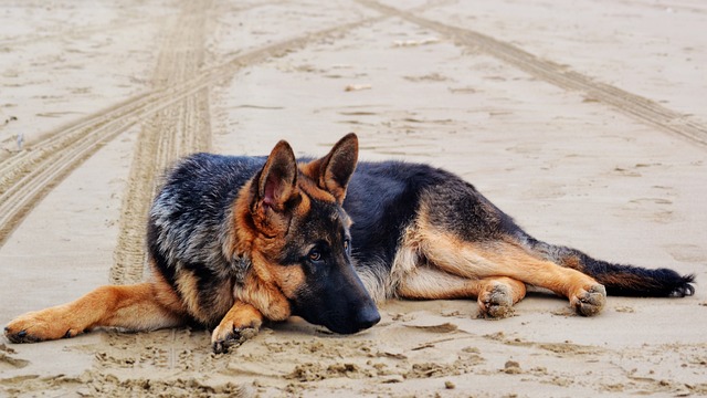 race de chien se tient à carreaux