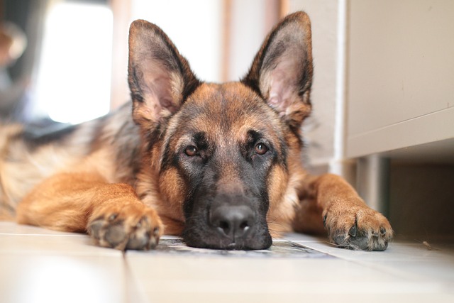 race de chien emmener partout avec vous