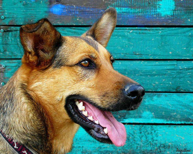 race de chien montrer les crocs