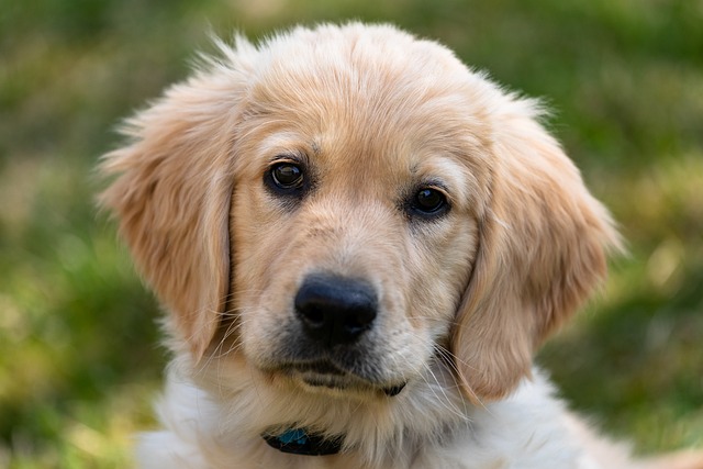 chien plus de succès