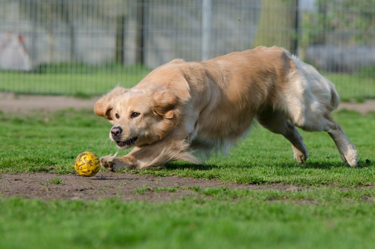 Les vidéos de chiens les plus étonnantes de la semaine