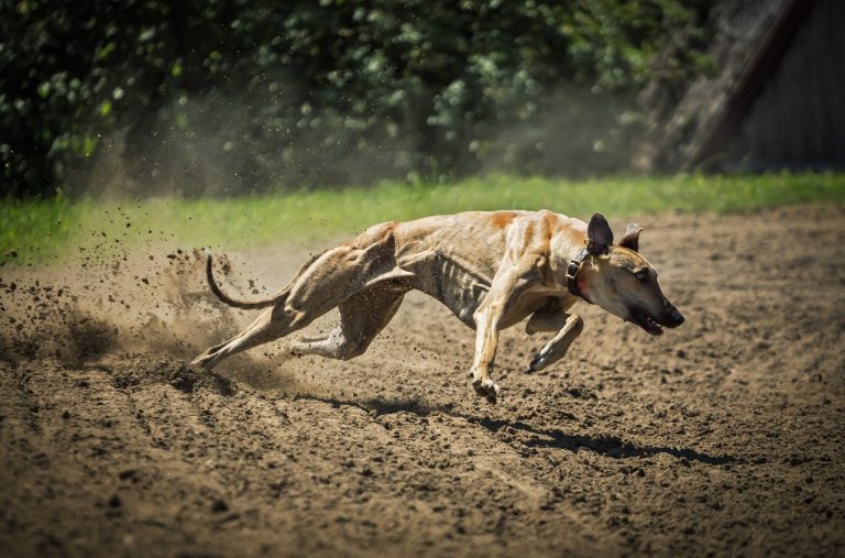 Un lévrier aide une jeune fille à surmonter sa phobie des chiens