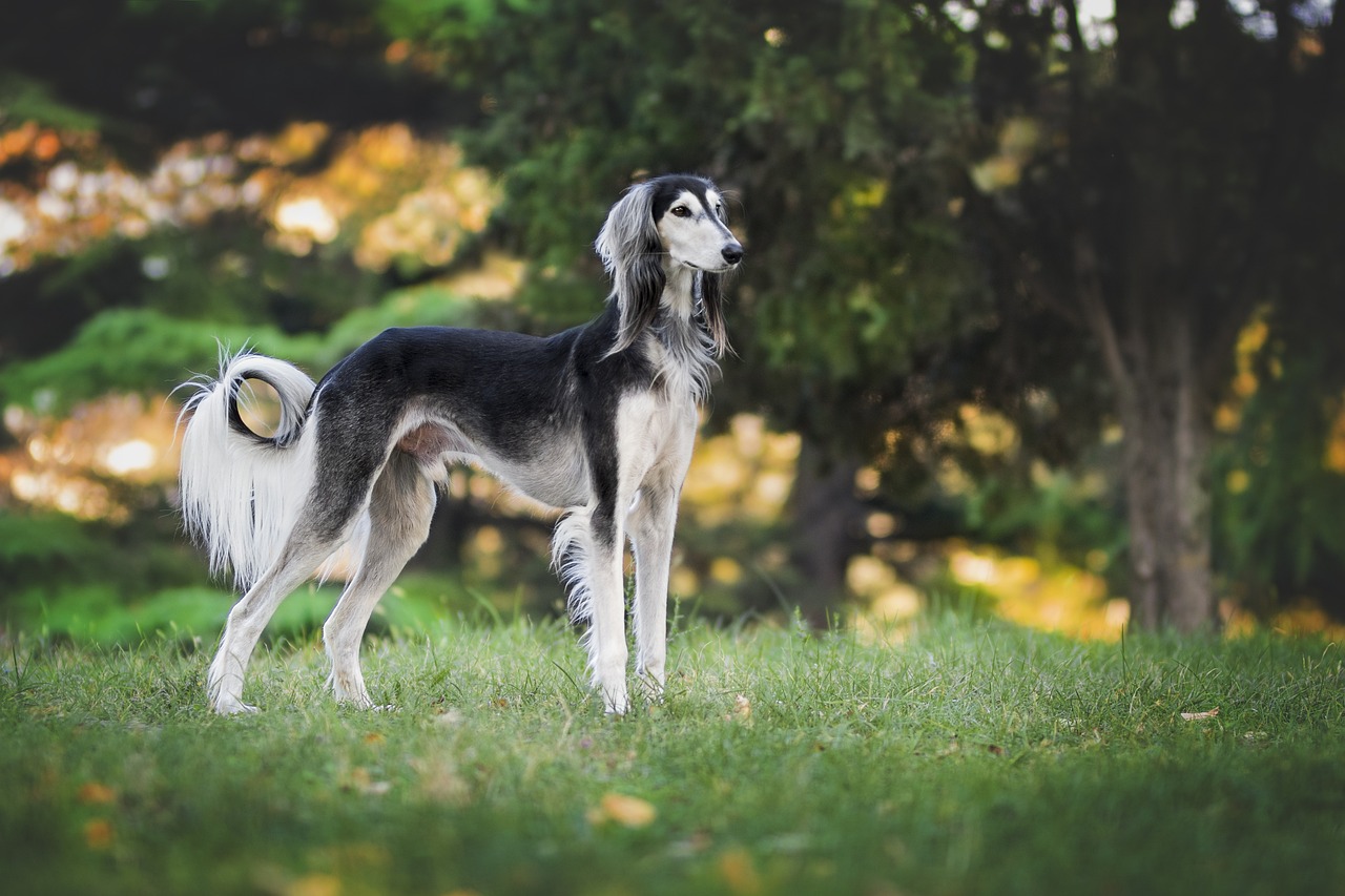 races de chien ravies du retour du printemps