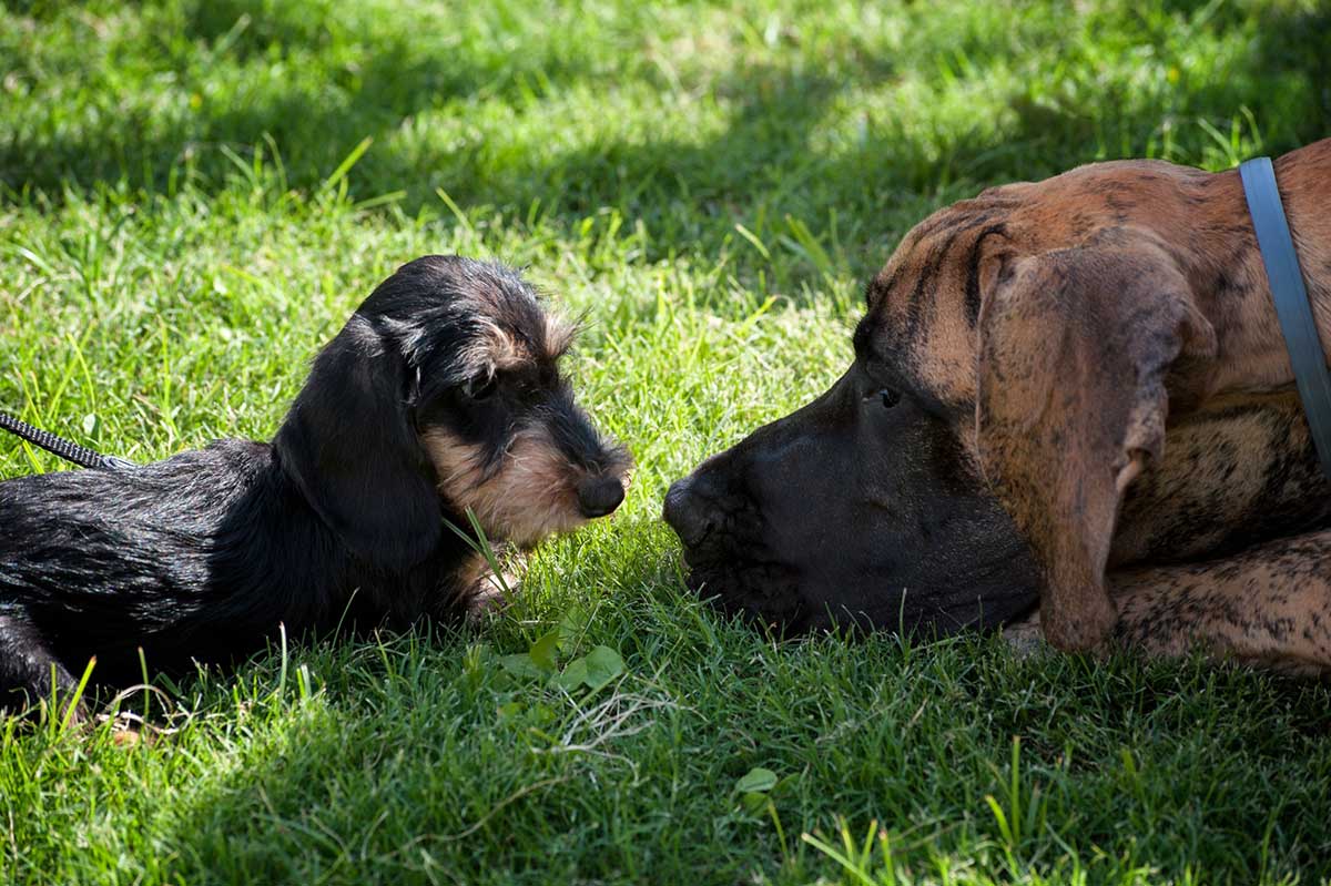 parents 3 chiens jet privé