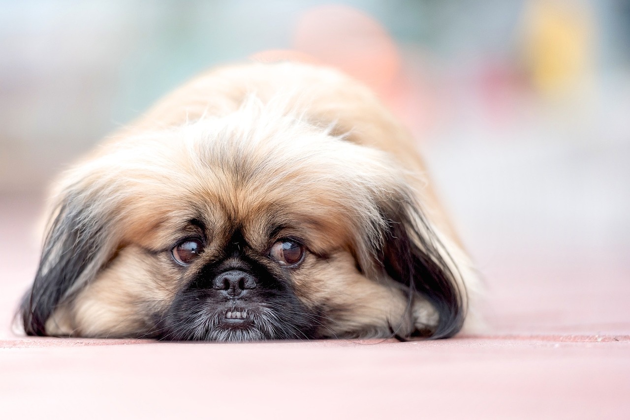 races de chien perdre sans froid