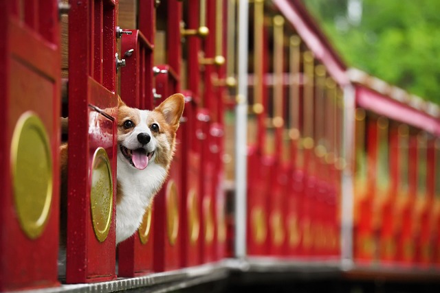 races chien prendre le train