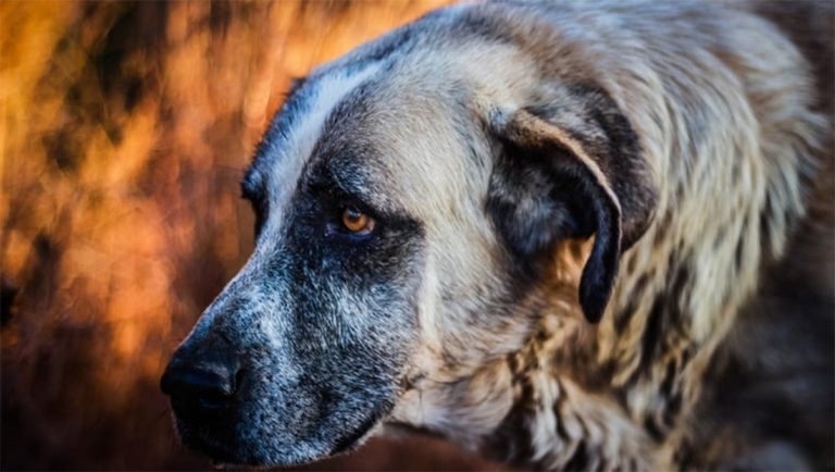 plus vieux chien de tous les temps