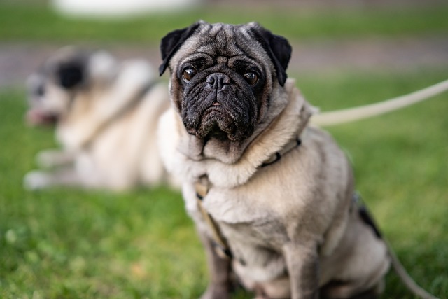 chien approcher facilement