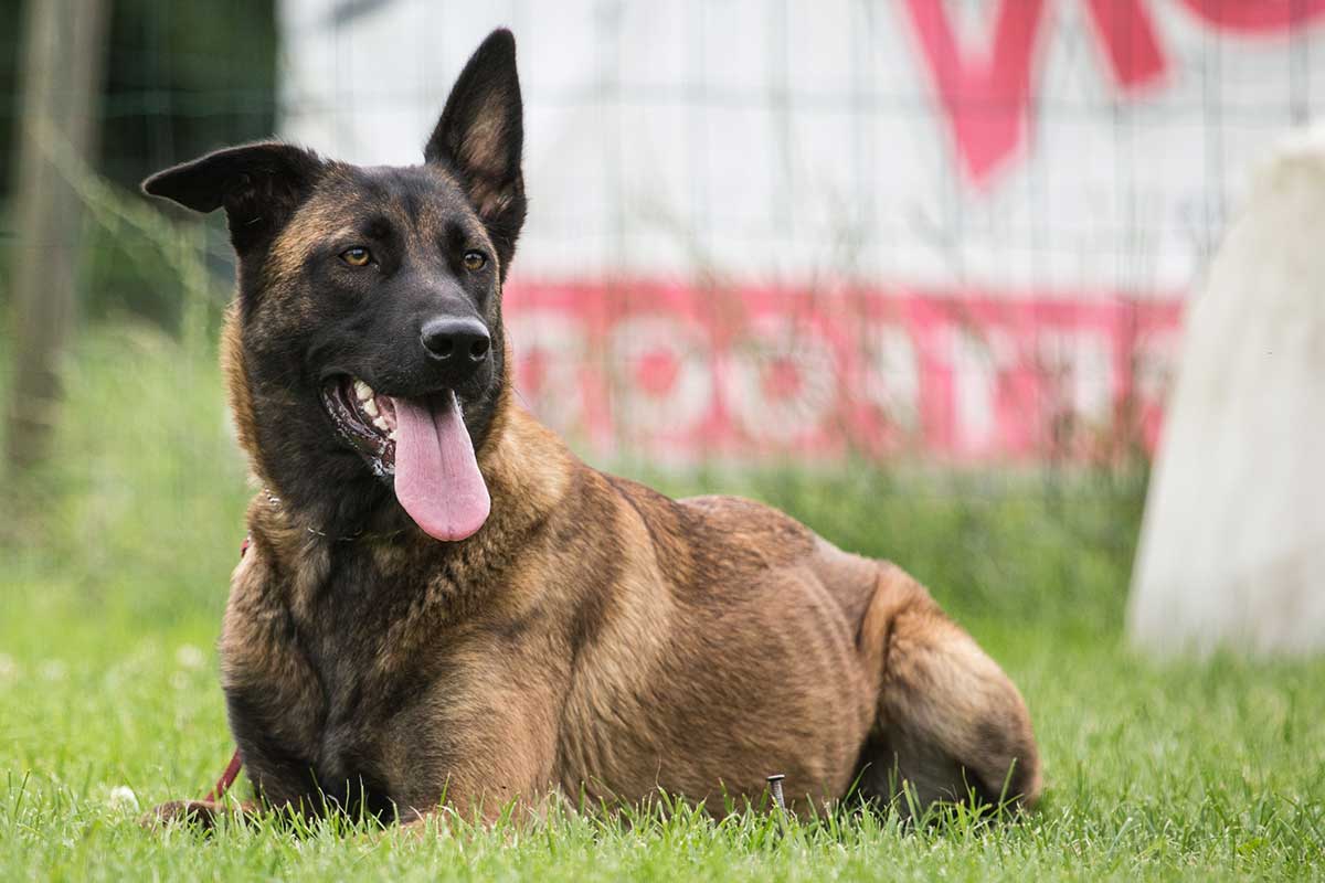 races de chien montrer les crocs