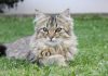 races de chat peuvent dormir dehors