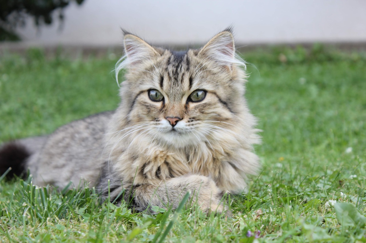 races de chat peuvent dormir dehors