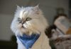 races de chat les plus silencieuses