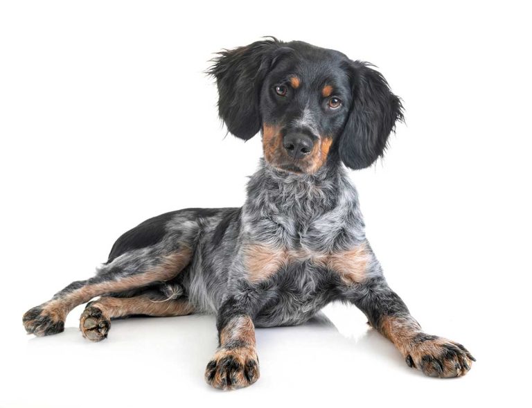 Les 7 races de chien qui sont en véritable adoration devant leur maître