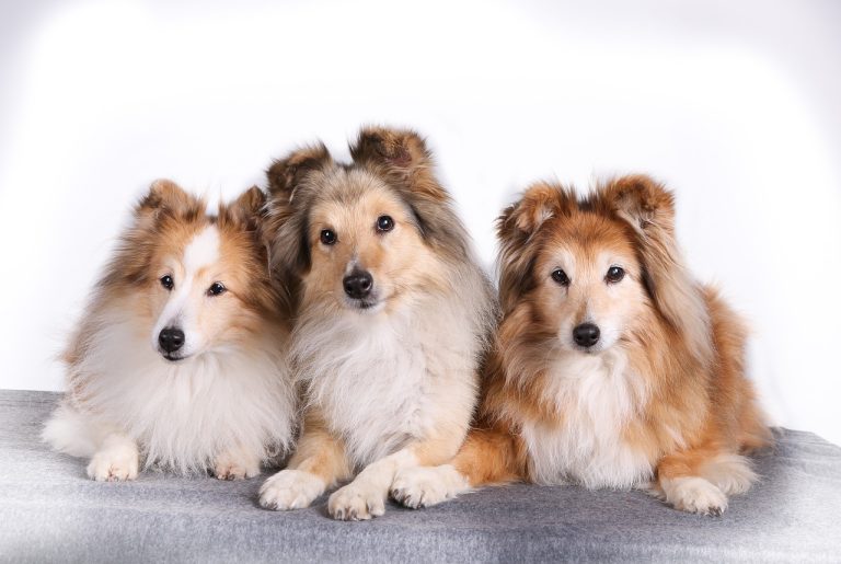 4 races de chien qui sont angéliques