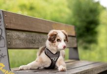 races de chien qui vont animer la maison