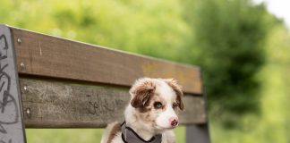 races de chien qui vont animer la maison