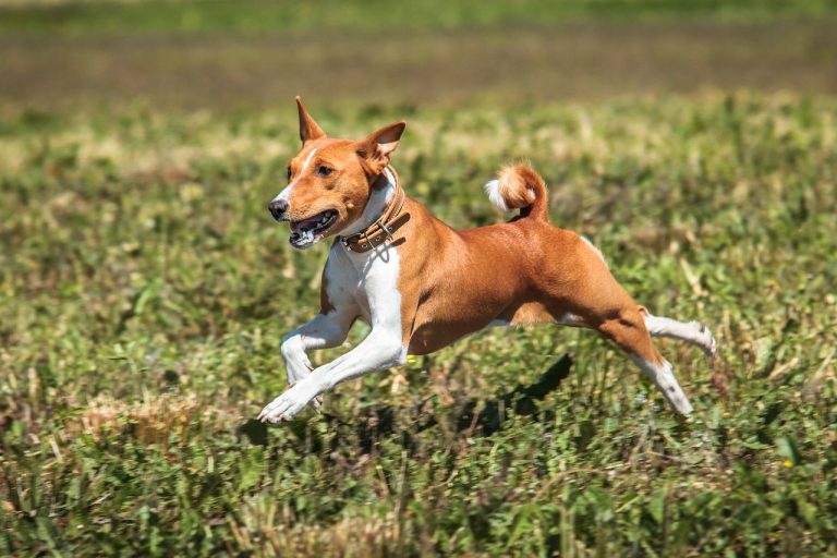 4 races de chien qui attendent la fin de l’hiver