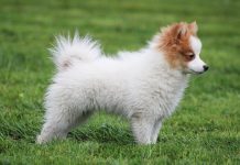 races de chien captivées par leur maître