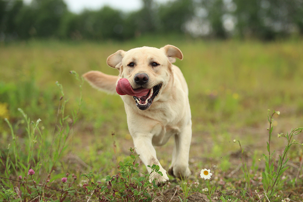 races de chien qui comptent sur vous