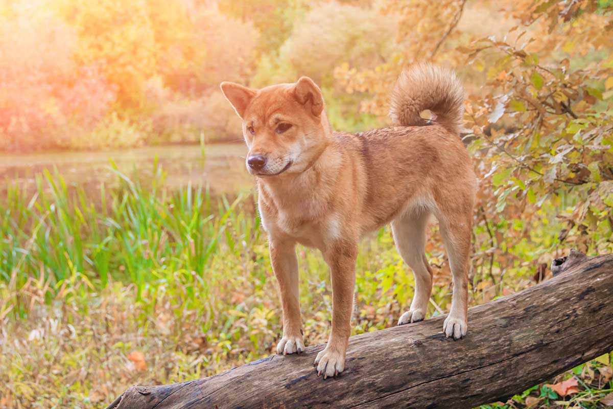 races de chien se débrouiller seules