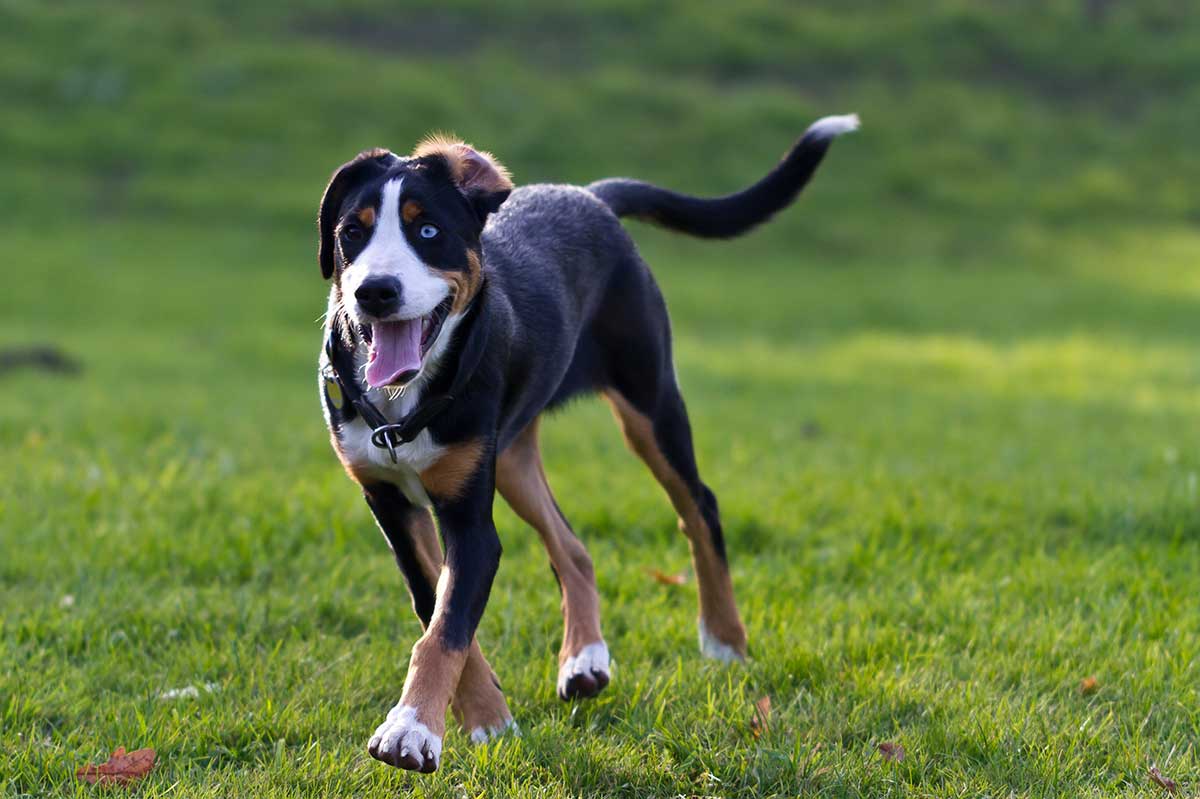 races de chien détestent être toutes seules