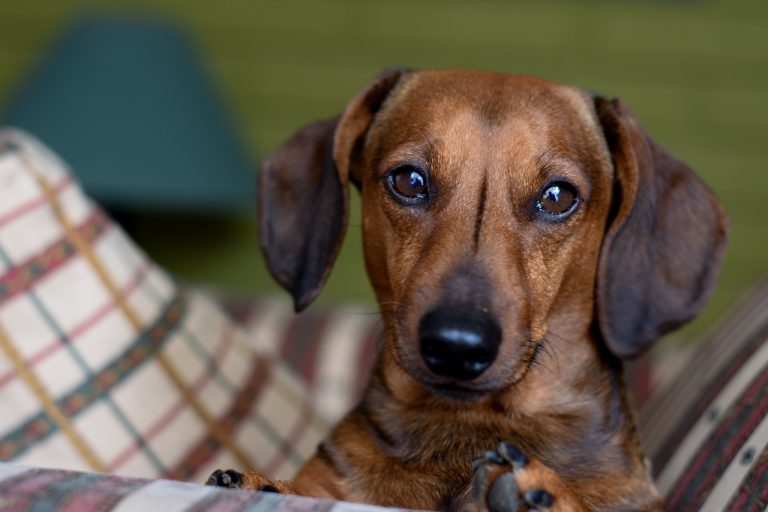 races de chien vouent dévotion à leur maitre