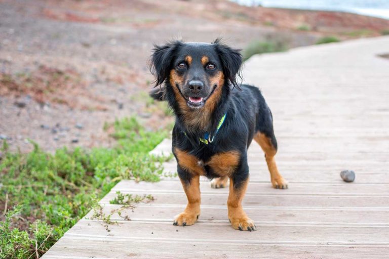 races de chien dévouement envers leur maître