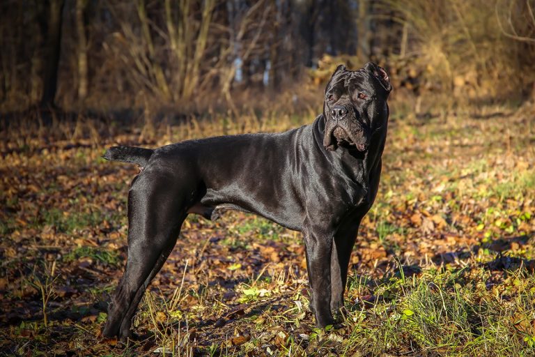 races de chien qui viennent du Sud