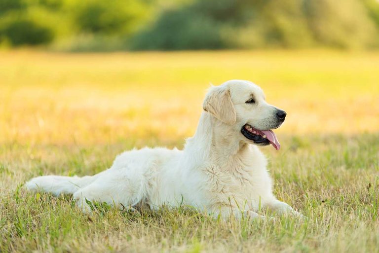 4 races de chien que vous pourrez emmener partout avec vous