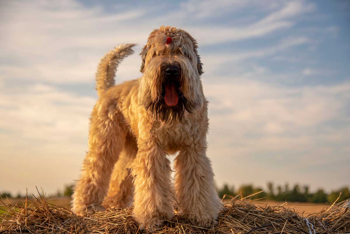 races de chien faciles à apprivoiser