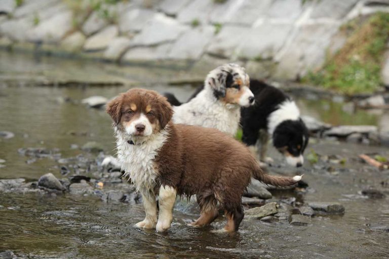 4 races de chien qui ont gagné en popularité ces dernières années