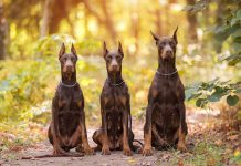 races de chien garantir votre sécurité
