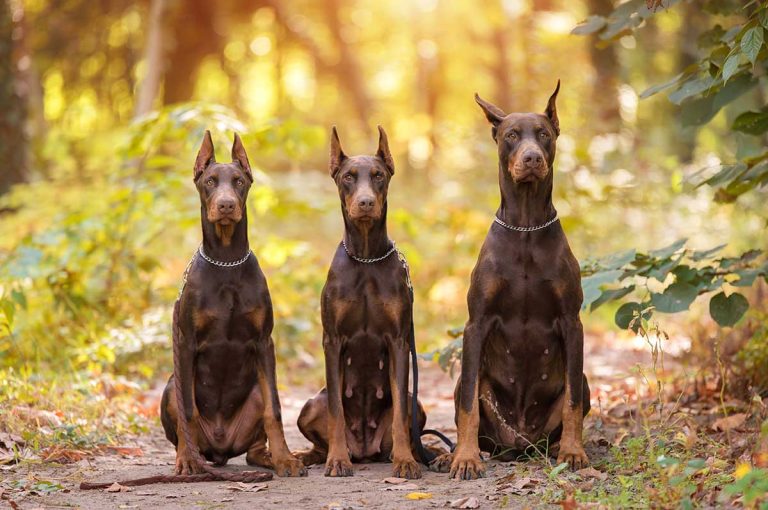 4 races de chien qui vont garantir votre sécurité